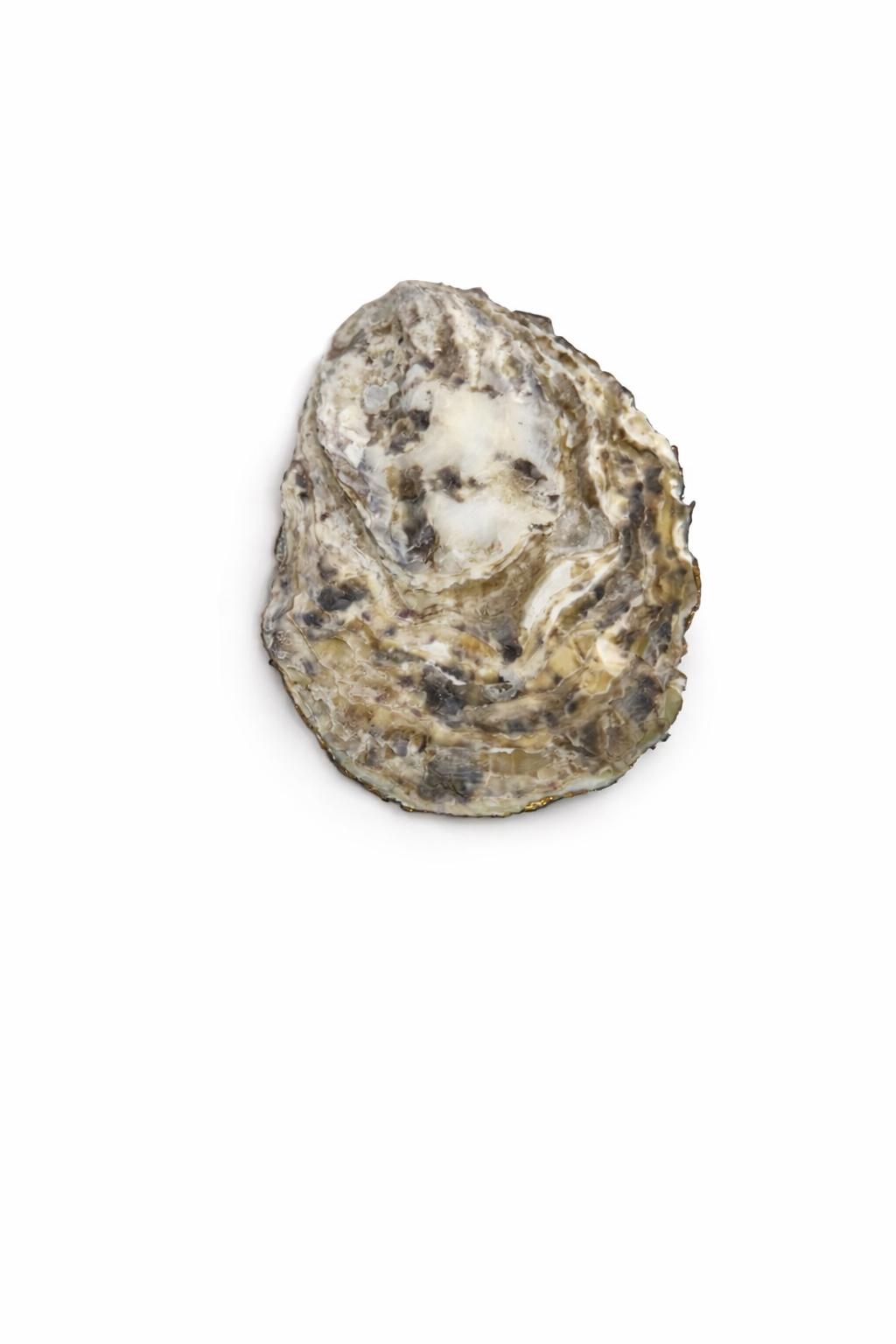 Under the Sea Flat Oyster Collection
