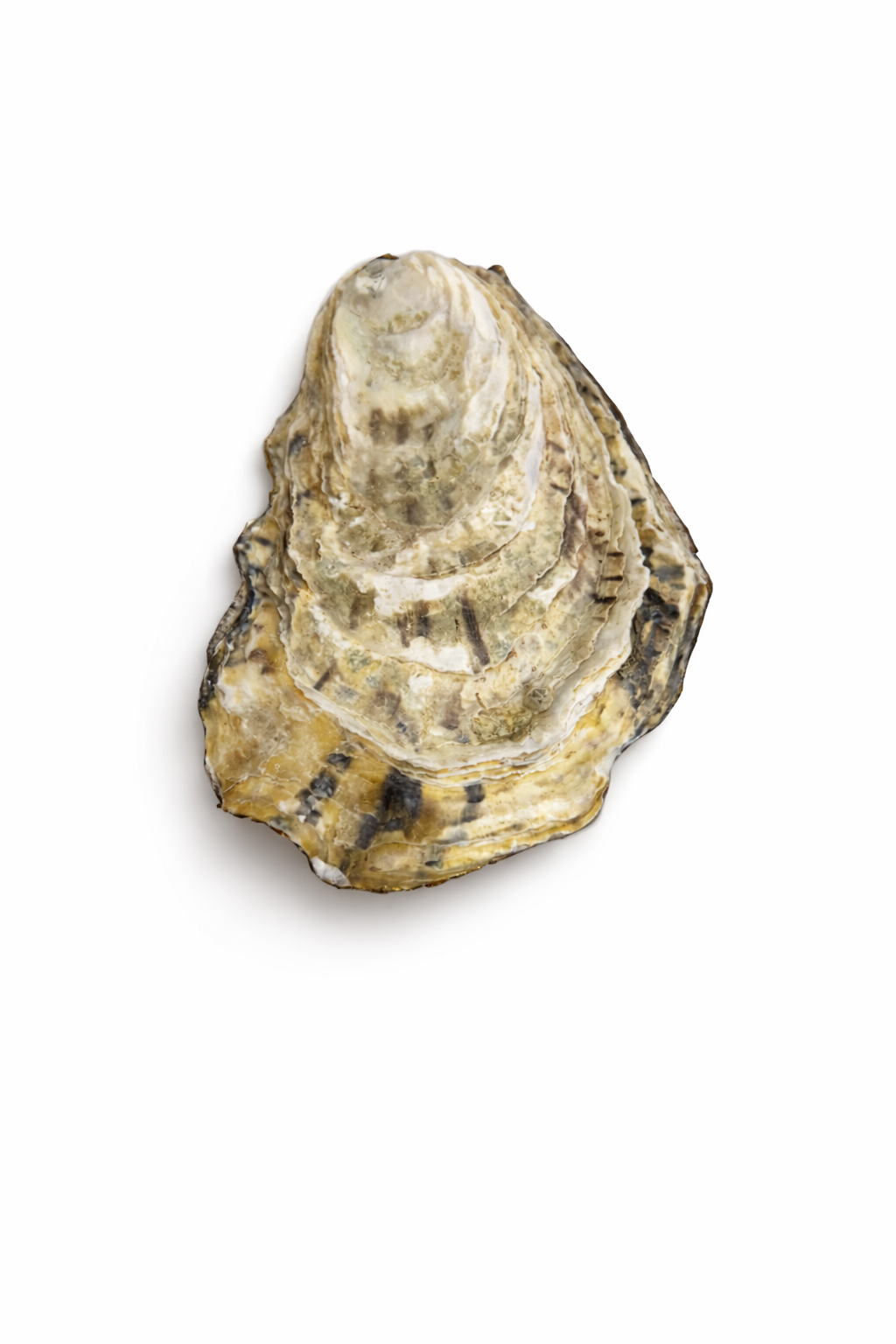 Under the Sea Flat Oyster Collection