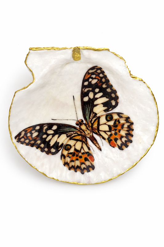 Amber Butterfly Collection