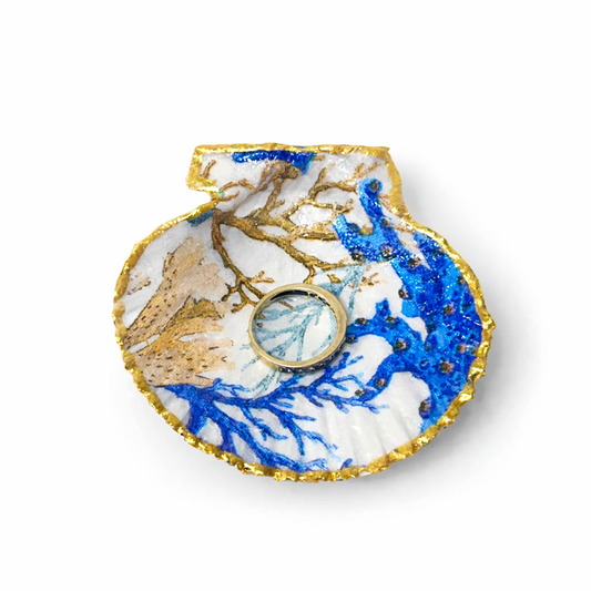 Mediterranean Shell Collection