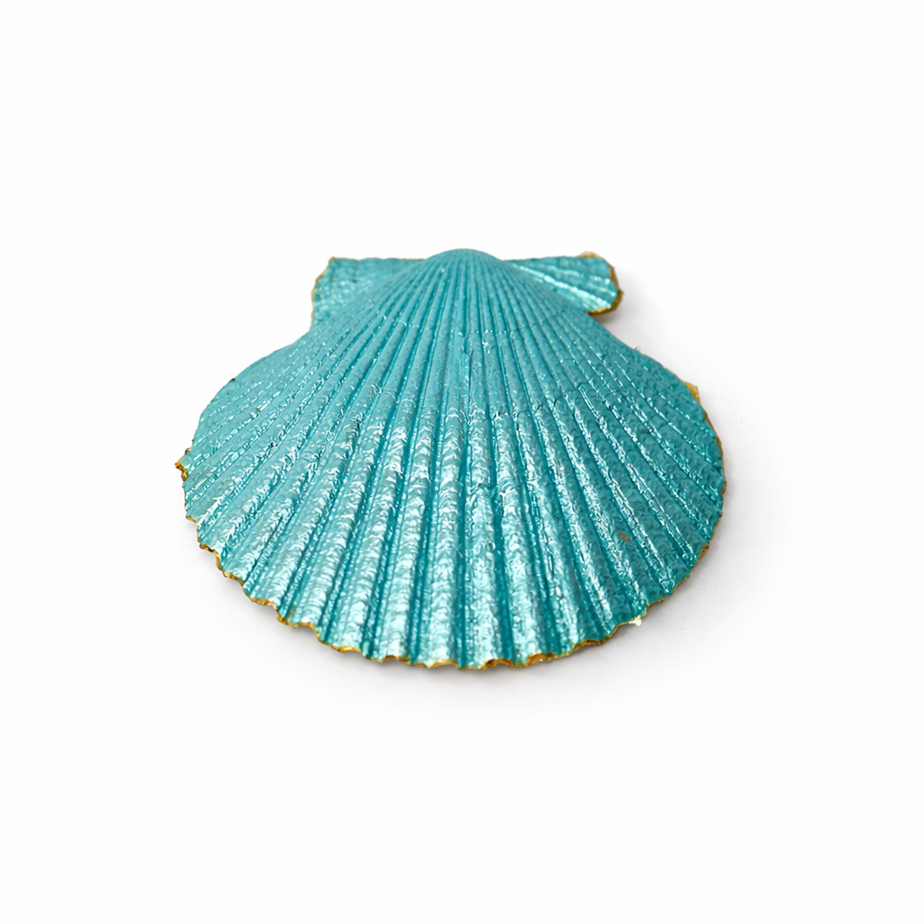 Mediterranean Shell Collection